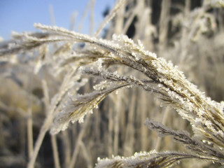 Fototapeta premium ice crystals on dry grass
