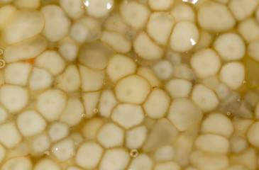 fresh fish roe as a background. macro