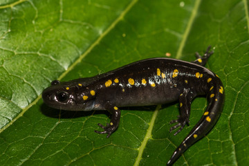 Spotted Salamander