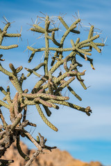 Cacuts in the Dessert in Joshua Tree National Park