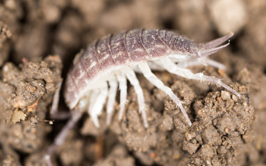 beetle wood louse in the ground. macro
