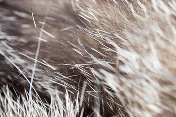 hair cat as the backdrop. macro