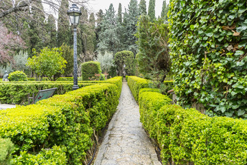 Labyrinth of green shrubs in the city of Valldemossa in the Bale