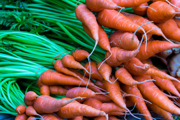 Carrot baby fresh