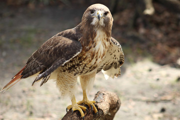 red-tailed hawk stare down