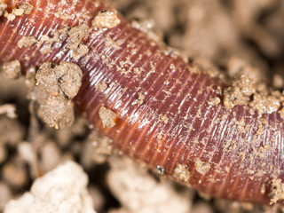 red worm in the ground. macro