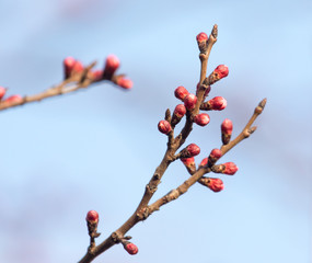 swollen buds with flowers on a tree in spring
