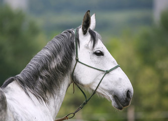 Head shot of a young lipizzaner horse against green natural background