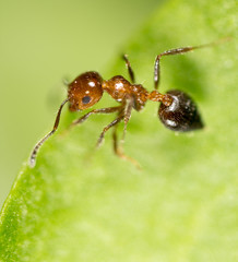 ant in nature. macro