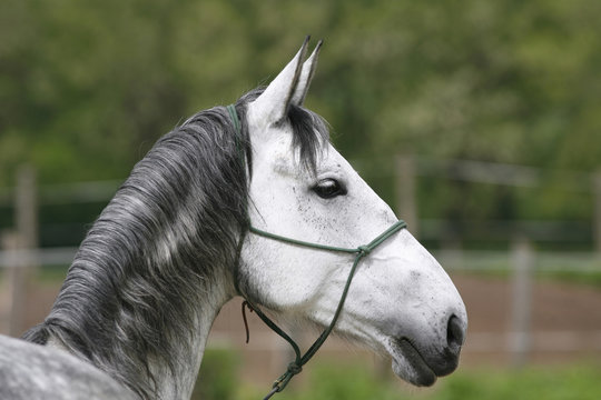 Head of a gray colored lipizzaner foal.  Side view portrait of a young stallion