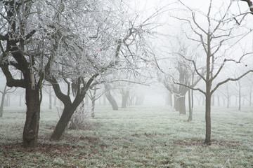 Obstbäume im Winter