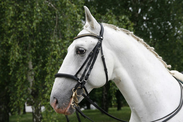 Head shot of a beautiful white horse