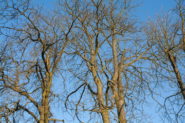 Bäume im Winter vor blauem Himmel