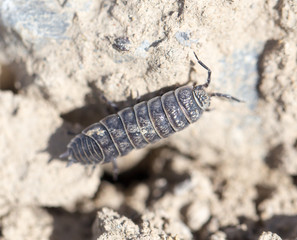 wood louse on dry ground. macro