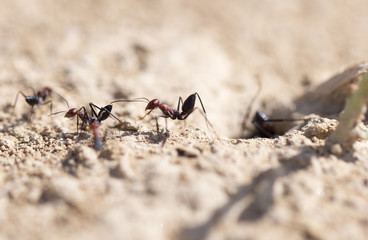 Ant on dry ground. macro