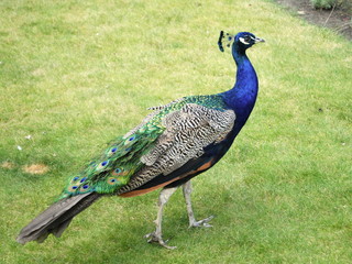 peacock