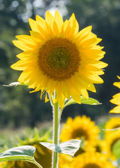 Single Sun Flower Straight On