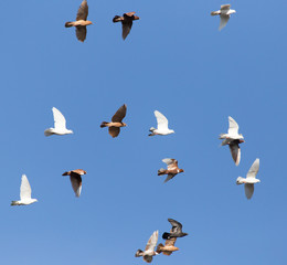 flock of pigeons on blue sky