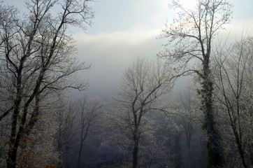 Fototapeta na wymiar Vereiste Bäume im Nebel