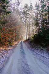 Waldweg bei Frost