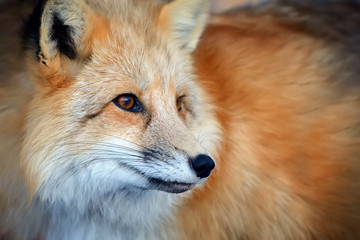 Red fox portrait