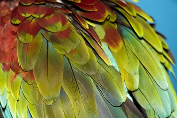 Foto op Plexiglas Colorful parrot feathers © byrdyak