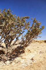 Fototapeta na wymiar Frankincense (Boswellia sacra) tree , olibanum-tree, in Dhofar, Oman.