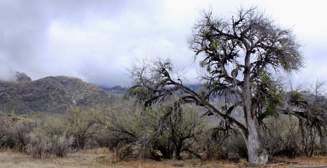 Fototapeta na wymiar Desert trees and mountain range on a cold winter day in southwest Arizona