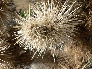 close up on tumbleweeds desert plant