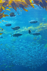 school of fish and kelp underwater