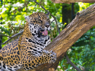 Spotted jaguar on tree