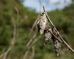 Bag worm.  Landscape pest.  Group of invasive insects. 