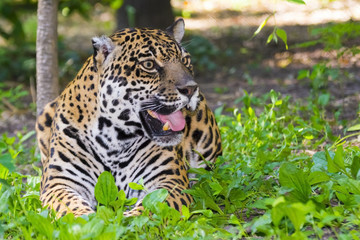 Spotted female jaguar