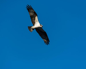 Bird of prey.  Osprey. Hunting from the air. 
