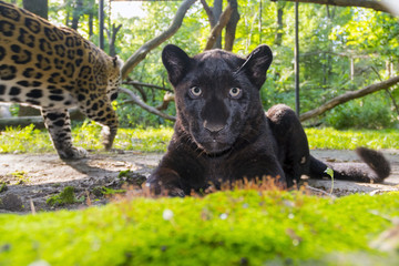 Black Jaguar Cub