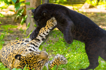 Playing with mom