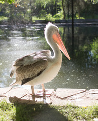 Pelican in nature