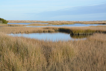 Marsh