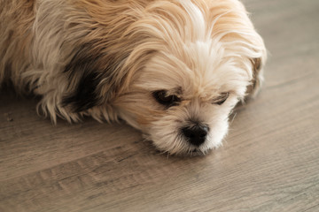 Close up of cute white shih tzu dog lying on wooden floor