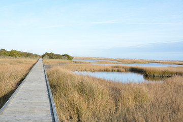 Fototapeta premium A long board walk near the shore in North Carolina