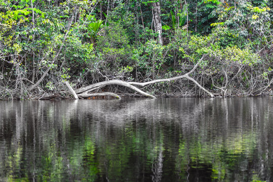  Carrao river near lagoon of Canaima national park - Venezuela