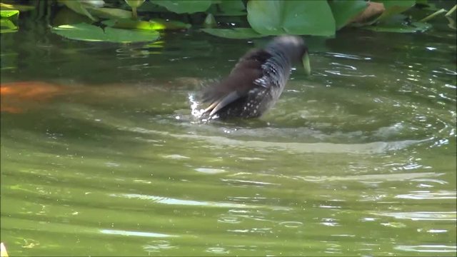 Duck in Santiago Chile