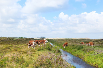 Hereford cows in landscape