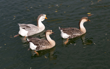 a flock of ducks on the lake in autumn