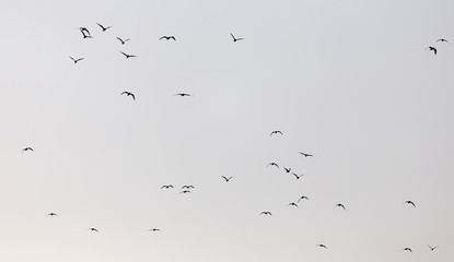 a flock of seagulls in the sky at sunset