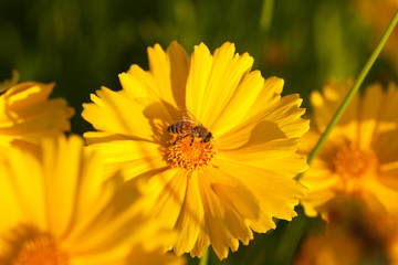 Yellow Cosmos flowers blooming and honey bee
