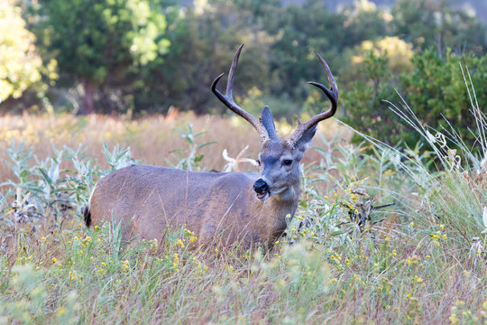 Mule Deer in Yosemite in the Fall