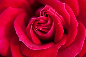 Red rose petals of close-up