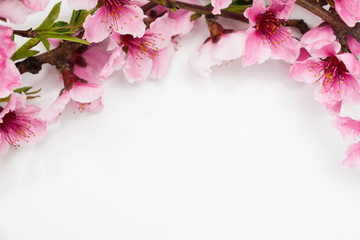 Pink plum blossom on a white