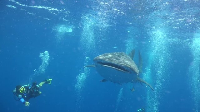 Whale shark with open mouth very close to the camera 